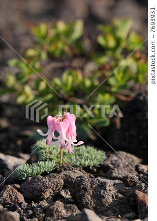 Komakusa Komakusa 7693931