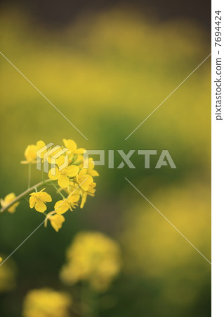 強姦開花 強姦開花 7694424