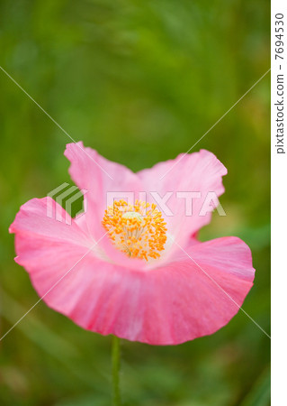 春天的花朵 春天的花朵 7694530