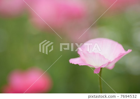 Spring flower Spring flower 7694532