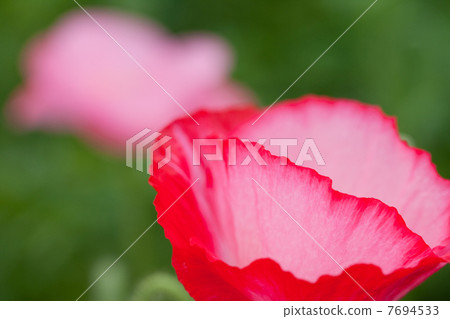 春天的花朵 春天的花朵 7694533