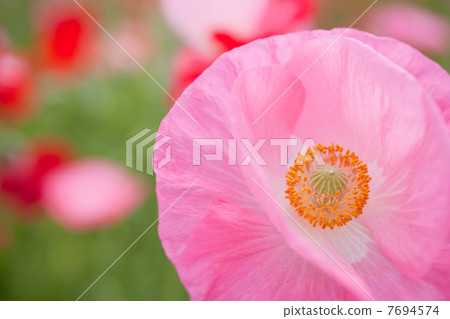 春天的花朵 春天的花朵 7694574