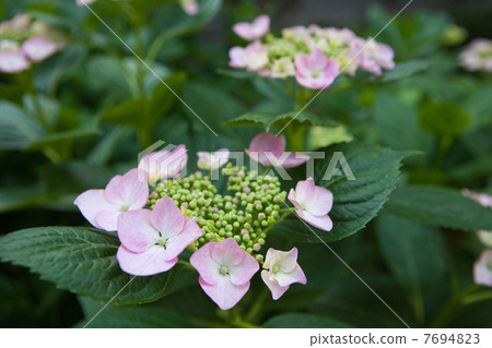 hydrangea hydrangea 7694823