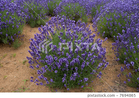 lavender 7694865