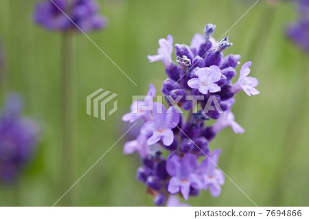 lavender lavender 7694866