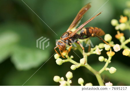 Bakubu leg legs and bushes die down 7695217