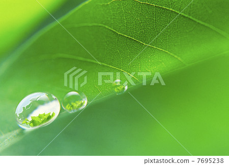 反射在年輕葉子水滴的地球Eco圖像地球 7695238
