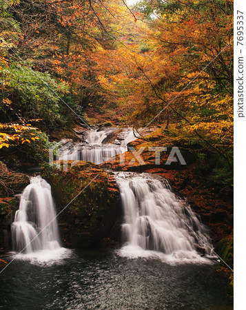Red-eye-standed Falls of autumn leaves 7695337