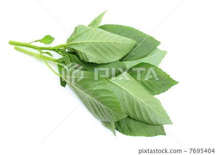 Picking Moroheiya Picking Moroheiya 7695404