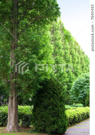 Healing metasequoia boulevard (around fresh green) 7695495
