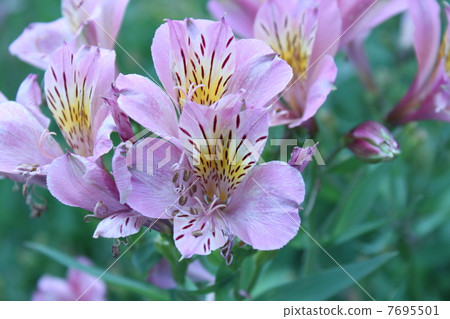 Alstroemeria Alstroemeria 7695501