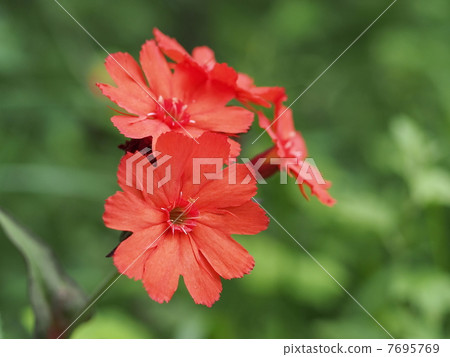 Matsumoto Senno Flower Matsumoto Senno Flower 7695769
