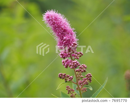 Hozami Mochke flowers Hozami Mochke flowers 7695770