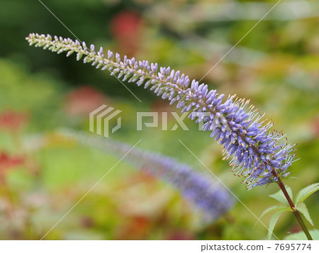 土豆花 土豆花 7695774