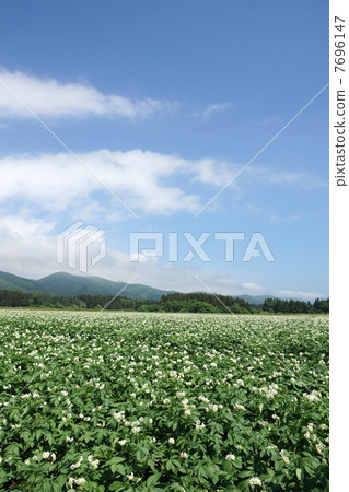 Potatoes and nature 7696147