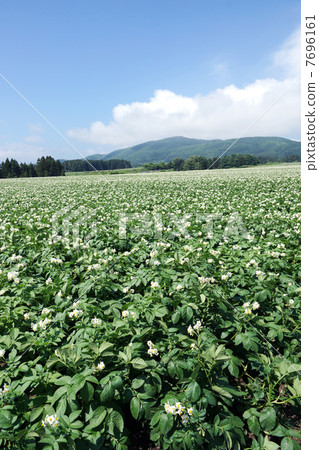 Spreading potatoes 7696161