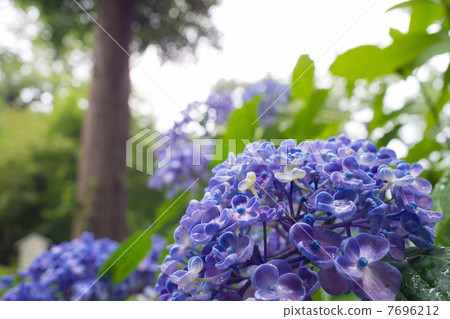 Purple Uzu hydrogea 7696212