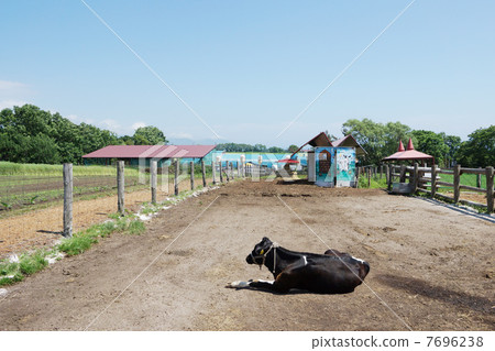 Dairy cow resting Dairy cow resting 7696238