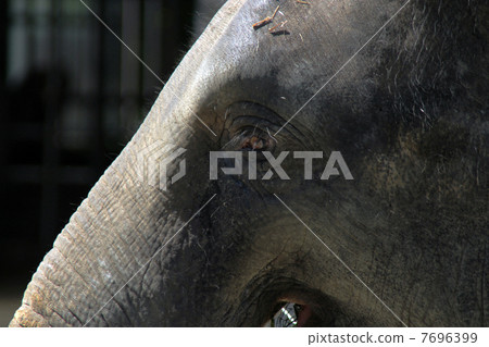 Elephant Elephant 7696399