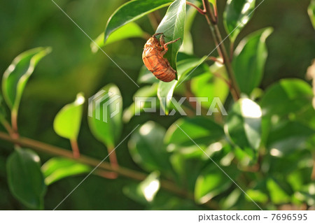 Summer scene Vol.1a 7696595