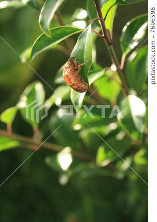 Summer scene Vol. 1 b 7696596