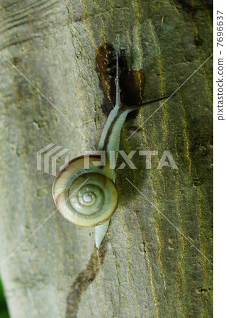 snails  7696637