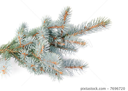 fresh blue fir tree branch isolated on white background 7696720