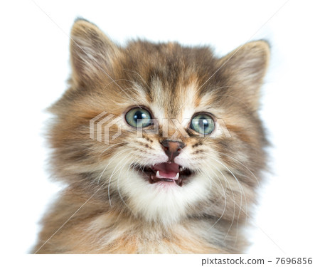 Tortoiseshell kitten closeup portrait 7696856