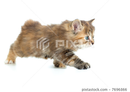 Kuril bobtail cat stealing 7696866