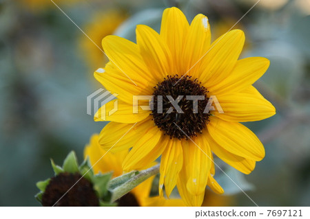 向日葵 7697121
