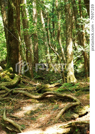 自然風景·原始森林中交織的古樹的根和垂直位置 7697189