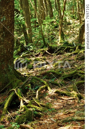 Natural landscape · Roots of old trees intertwined in virgin forest · Oki vertical position on left hand Natural landscape · Roots of old trees intertwined in virgin forest · Oki vertical position on left hand 7697191