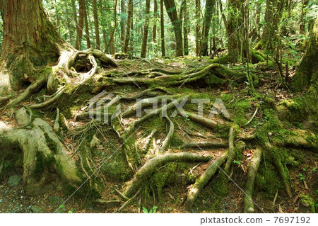 自然景觀·原始森林中交錯的古樹根和側面位置 7697192