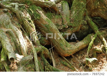 Natural scenery · Roots · lateral position of old trees living intertwined in virgin forest Natural scenery · Roots · lateral position of old trees living intertwined in virgin forest 7697242