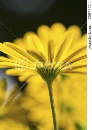 黃瑪格麗特 7697402