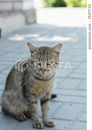 Nice cat 7697516