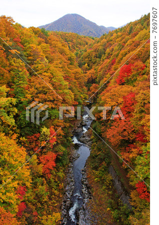 中津川谷（Bandai Azuma Lake Line）的秋葉 7697607