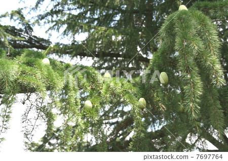 Himalayasugi fruit 7697764