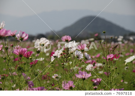 Kyo Fujiwara · Sakurai City Nara Prefecture Cosmos 7697818