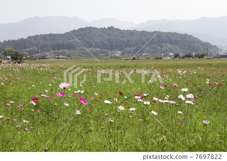 Kyo Fujiwara · Sakurai City Nara Prefecture Cosmos 7697822
