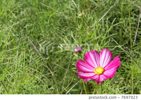 Kyo Fujiwara · Sakurai City Nara Prefecture Cosmos 7697823