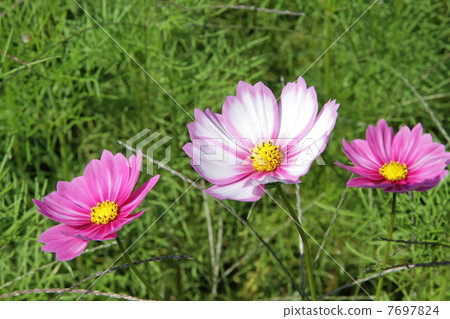 Kyo Fujiwara · Sakurai City Nara Prefecture Cosmos 7697824