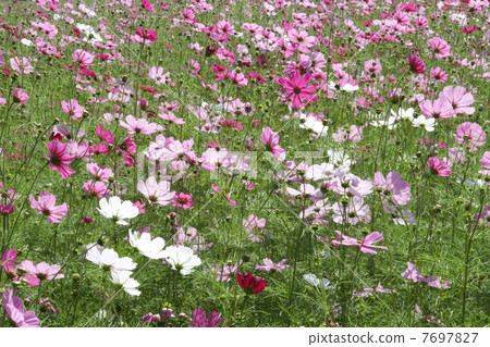 Kyo Fujiwara · Sakurai City Nara Prefecture Cosmos 7697827