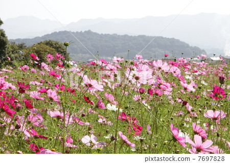 Kyo Fujiwara · Sakurai City Nara Prefecture Cosmos 7697828
