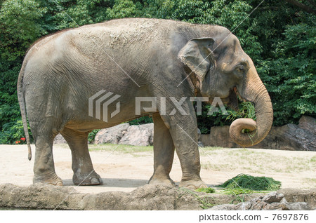 Asian elephant Asian elephant 7697876