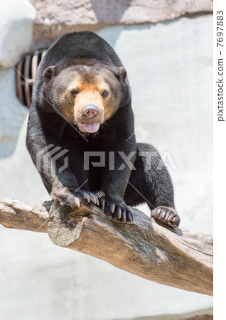 黑熊 7697883