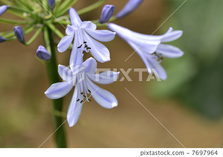 Murasaki Kunsiran（紫色kuniko） 7697964