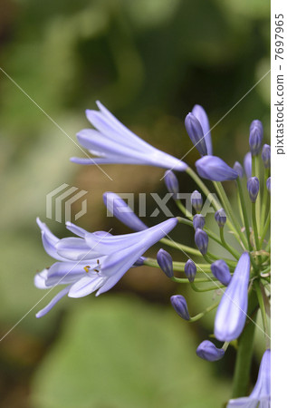 Murasaki Kunsiran (purple kuniko) 7697965