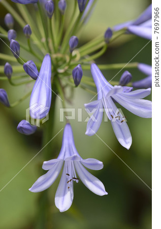 Murasaki Kunsiran（紫色kuniko） 7697966