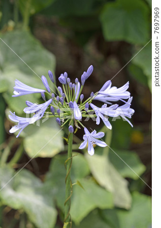 Murasaki Kunsiran (purple kuniko) 7697969